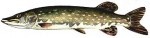 Šťuka severná /  Esox lucius   